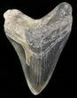 Bargain Megalodon Tooth - South Carolina #45944-1